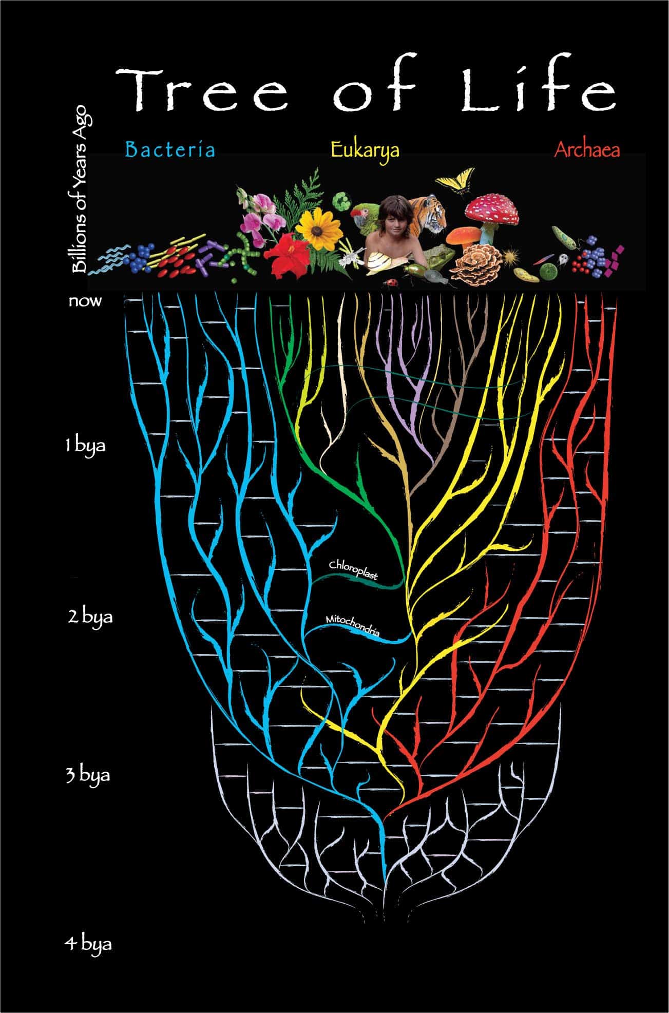 Trees Of Life His Kingdom